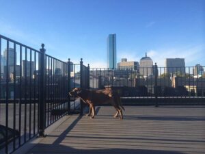roof deck rooftop deck boston south end, ma